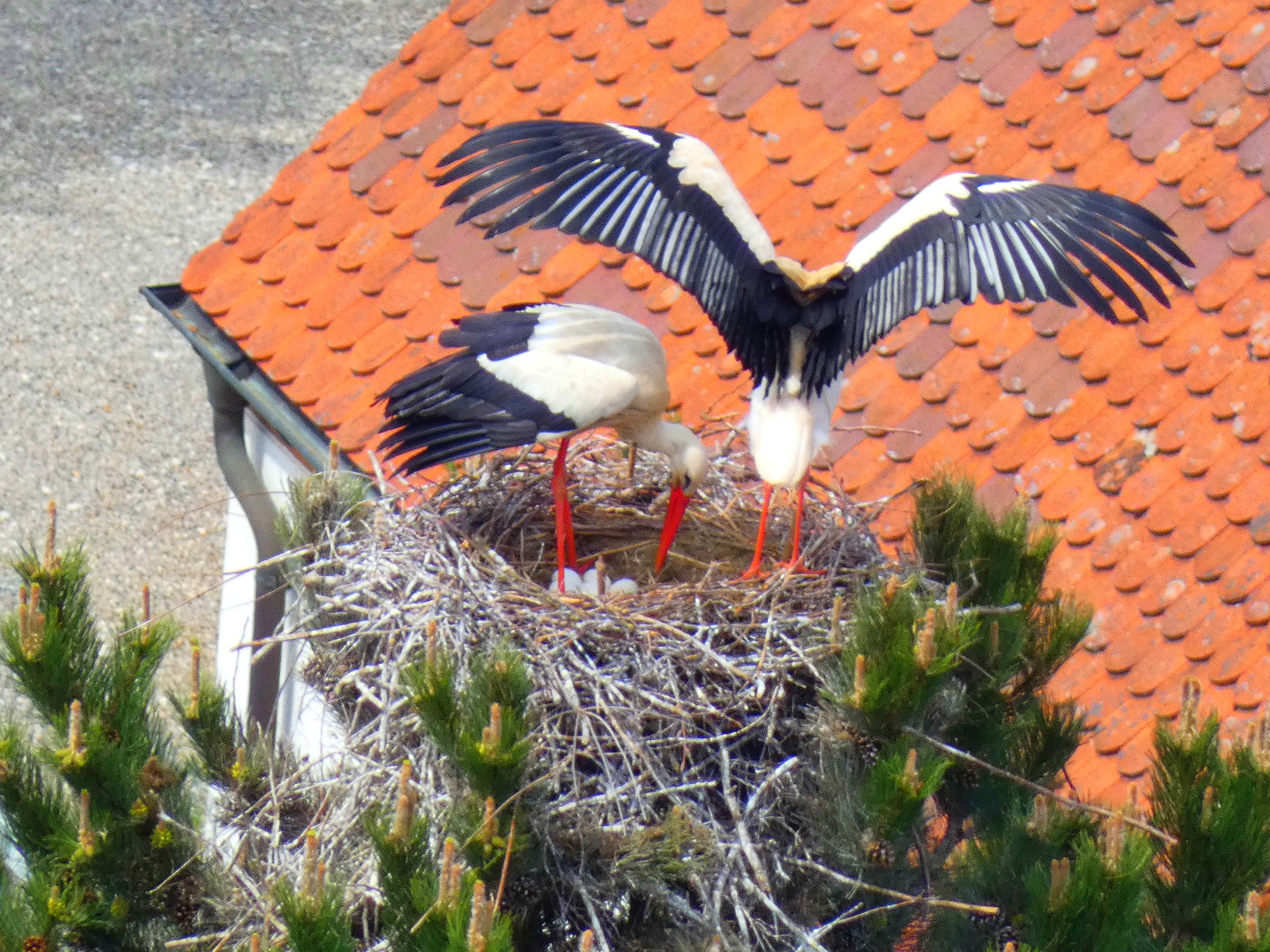Weißstörche auf einem Baumnest über den Dächern von Nördlingen