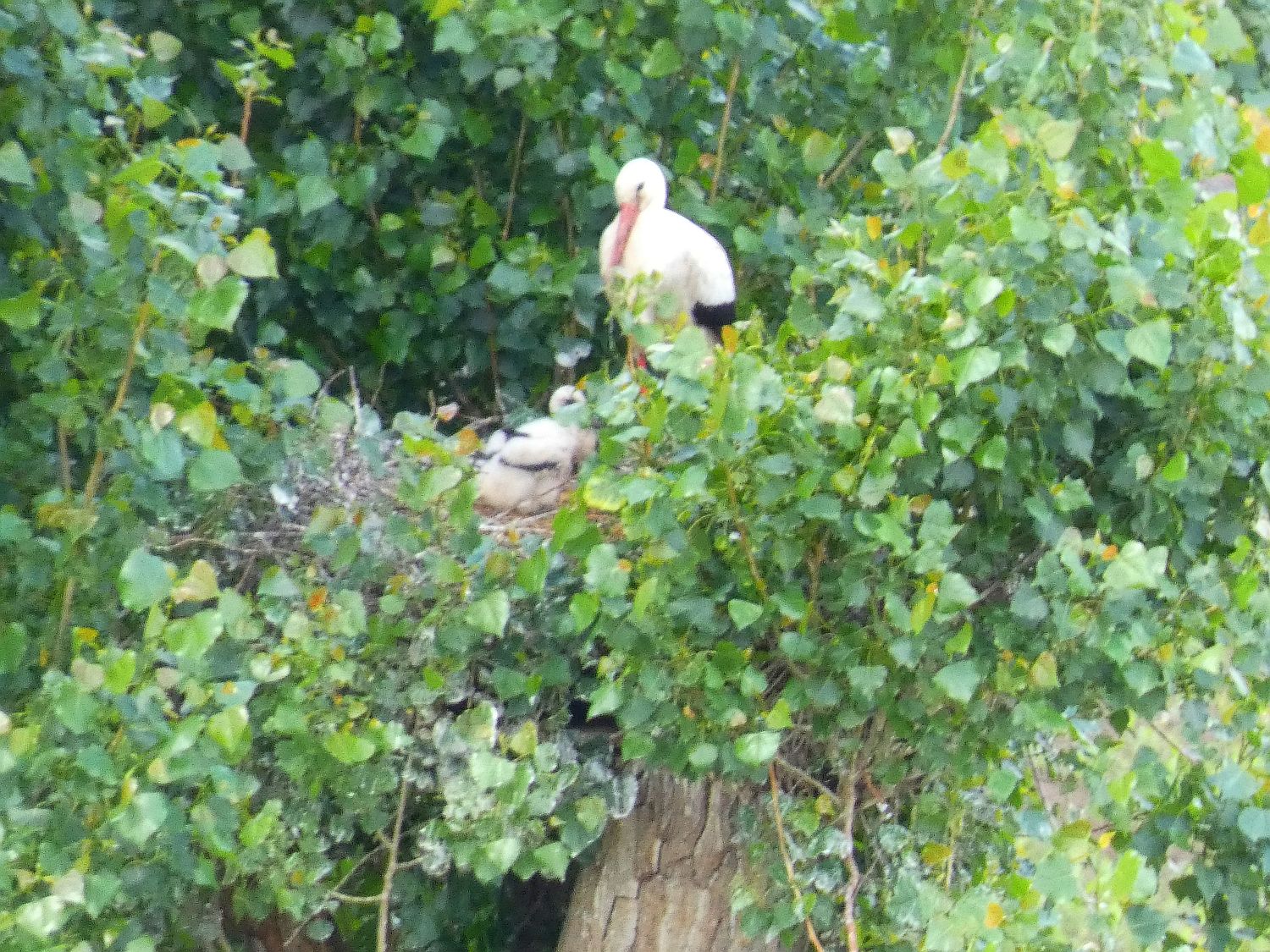 Ein Weißstorch mit Jungstörchen in einem grünen Baumnest bei Rudelstetten