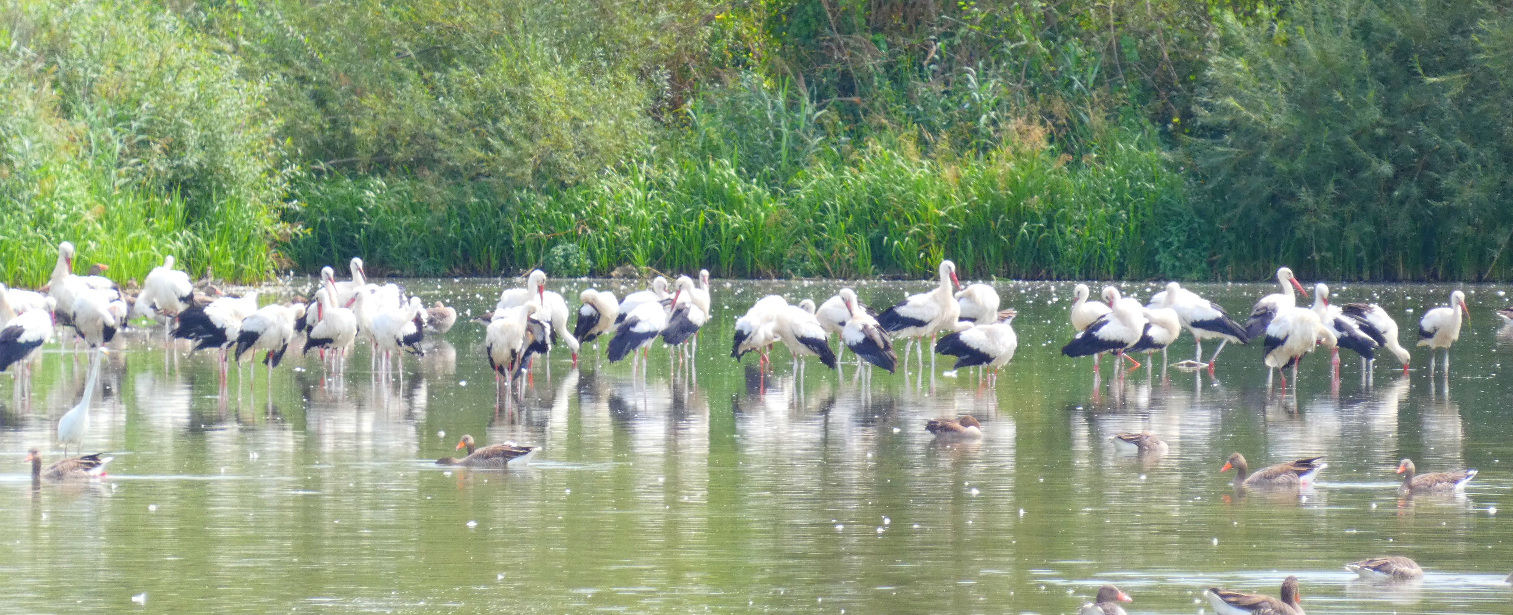 Eine große Gruppe Weißstörche am Bucher Stausee