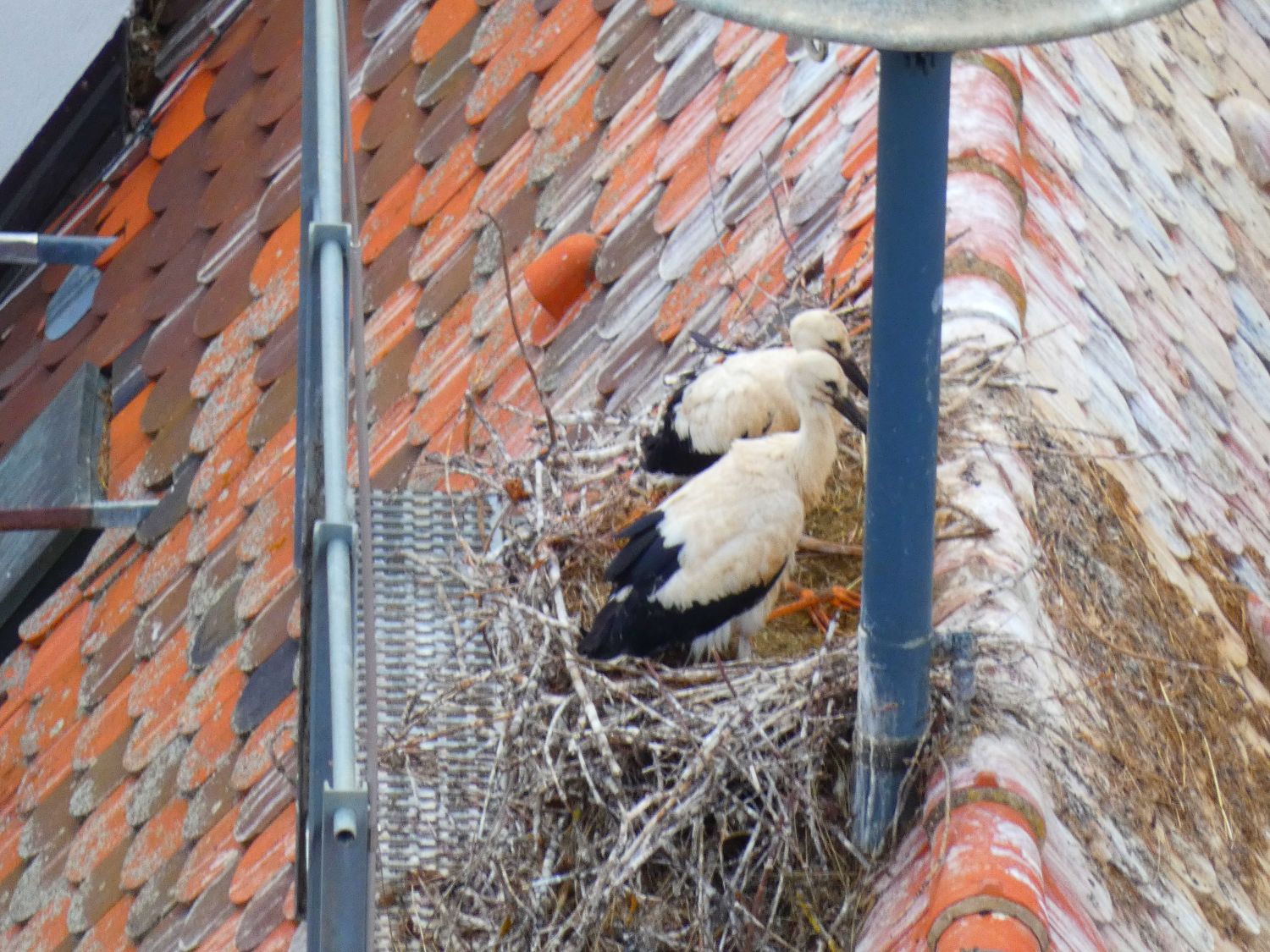 Drei Jungstörche in einem Nest auf einem Dach in Nördlingen