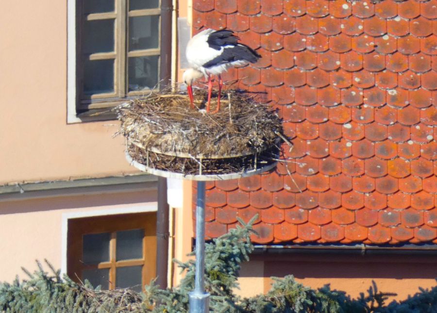 Storch auf dem Nest – Bild: Heidi Källner