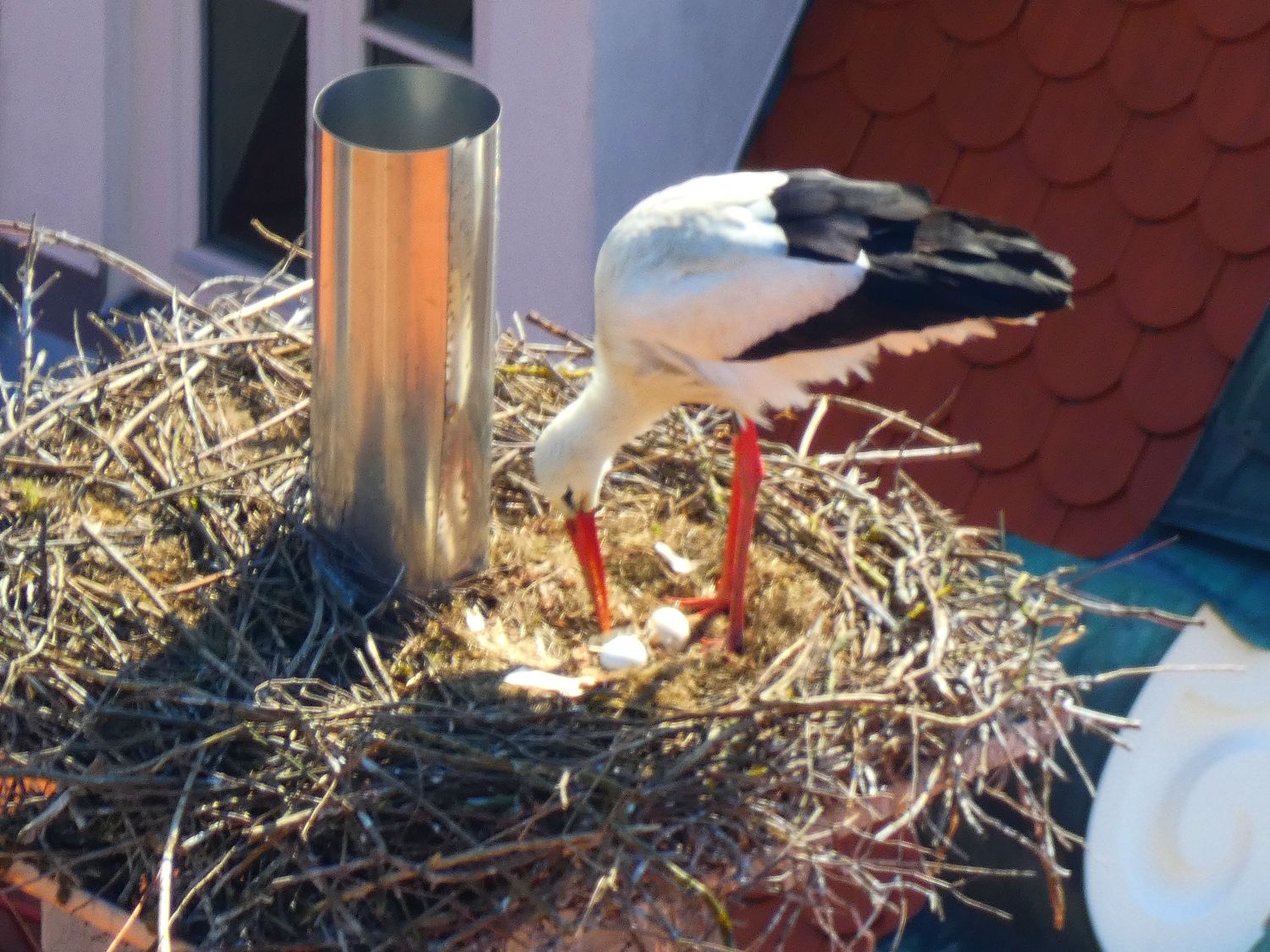 Zwei Eier im Nest über dem „Tobi" am Schäfflesmarkt – Bild: Heidi Källner