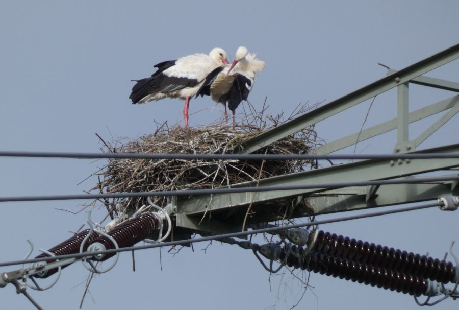 Storchenpaar auf dem Nest am Luntenbuck – Bild: Heidi Källner