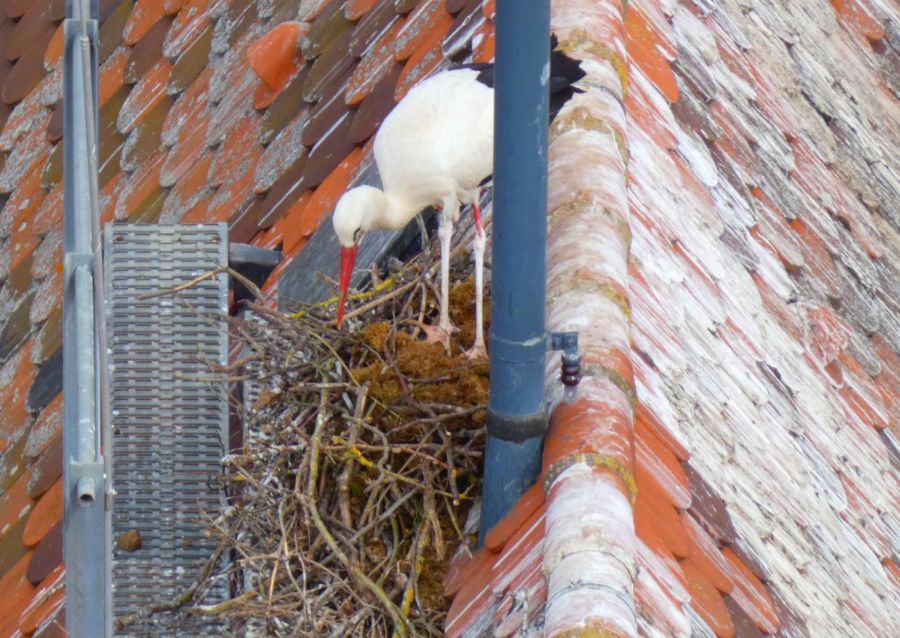 Brütender Storch im Nest – Bild: Heidi Källner
