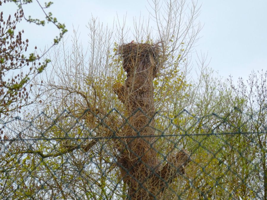 Baumhorst außerhalb der Stadtmauer – Bild: Heidi Källner