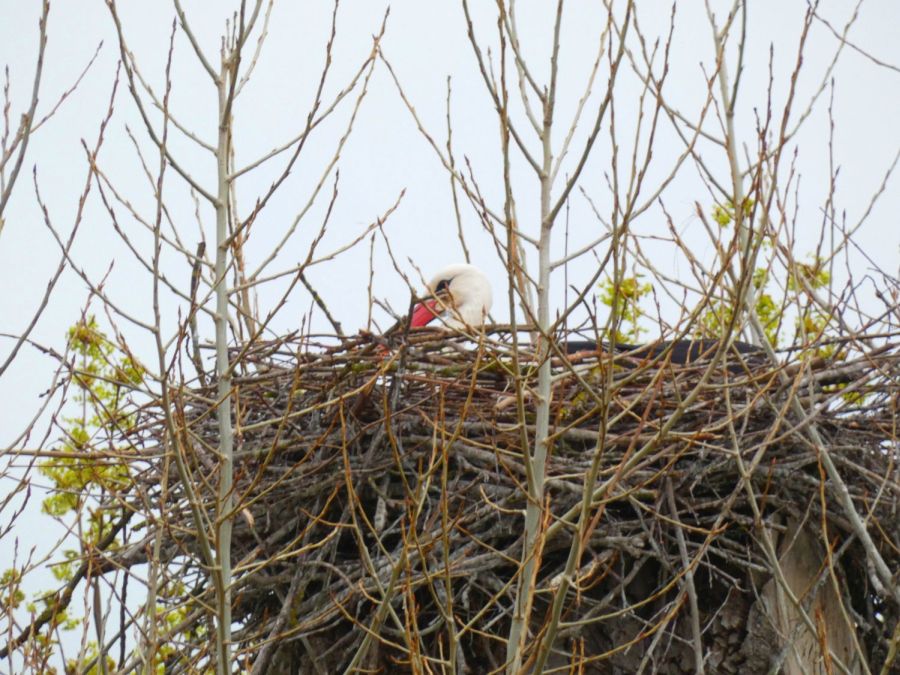 Brütender Storch im Baumhorst – Bild: Heidi Källner