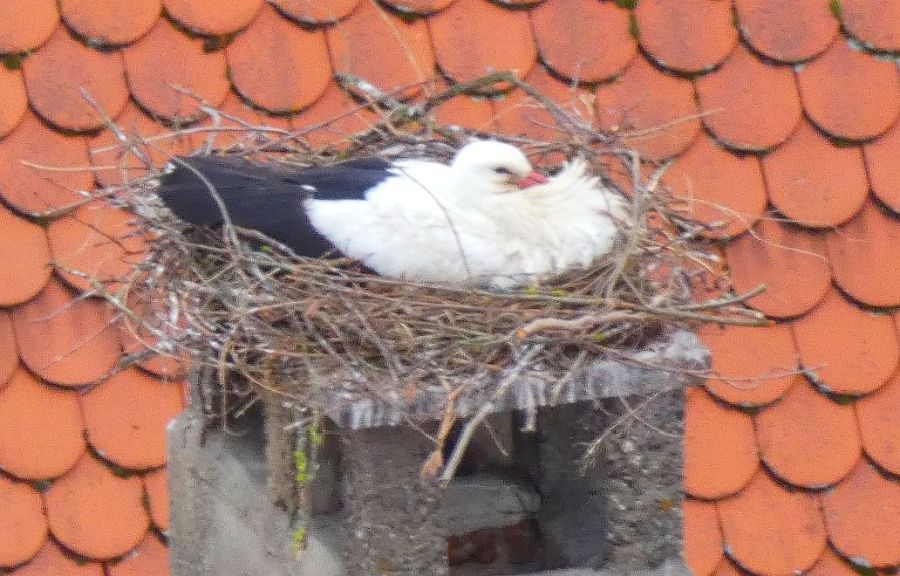 Brütender Storch im neuen Nest am Schäfflesmarkt 8 – Bild: Heidi Källner