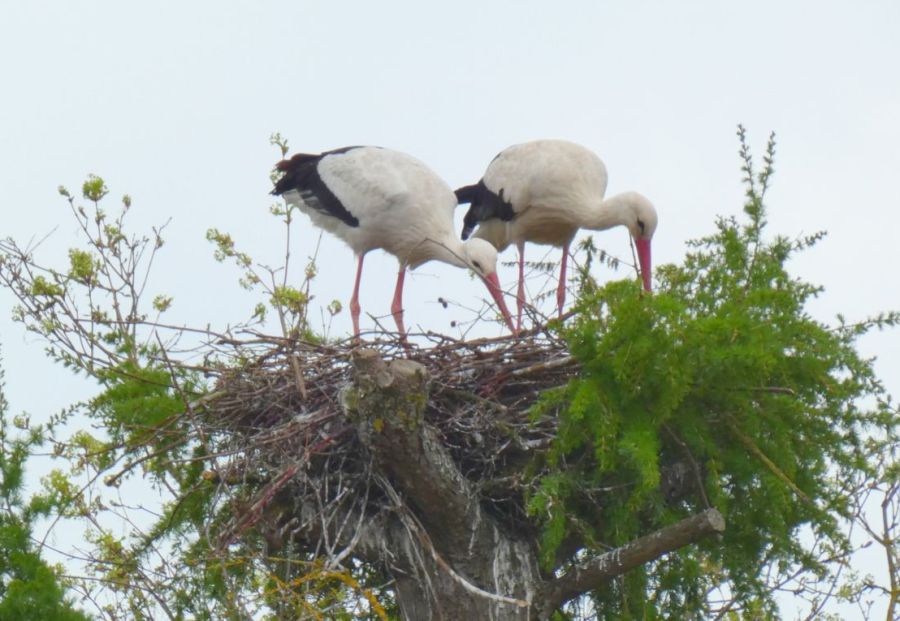 Storchenpaar gemeinsam im Nest – Bild: Heidi Källner