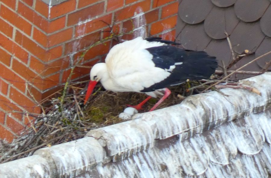 Brütender Storch im Nest – Bild: Heidi Källner