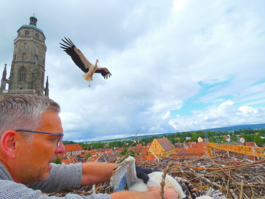Jungstorch wird vorsichtig zurück ins Nest gesetzt – Bild: Heidi Källner