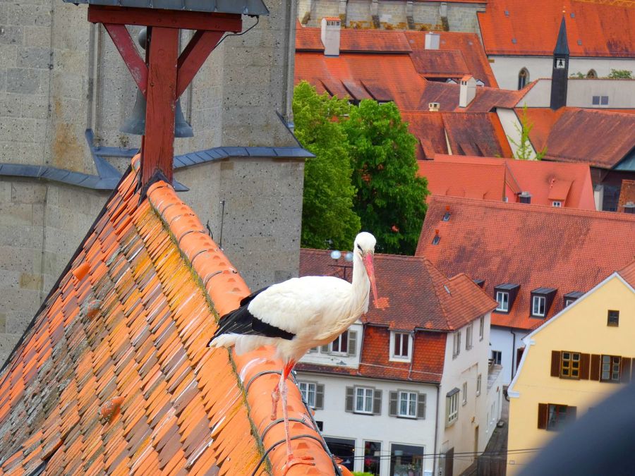 Storch auf dem Dach in der Nördlinger Altstadt – Bild: Heidi Källner