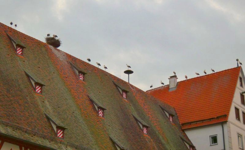 Störche versammeln sich am Abend auf den Dächern von Nördlingen - Bild: Heidi Källner
