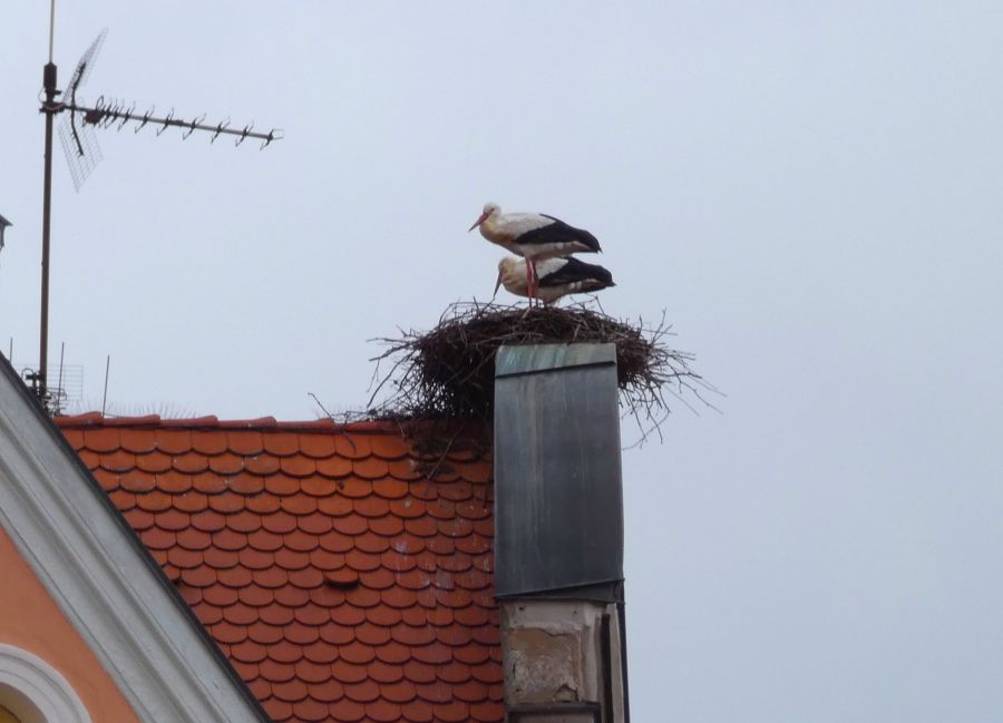 Storchennest auf dem Dach in Nördlingen - Bild: Heidi Källner