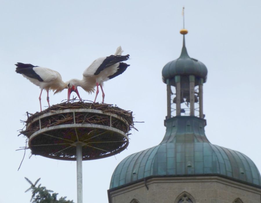 Störche auf dem Nest mit Kirchturm im Hintergrund - Bild: Heidi Källner