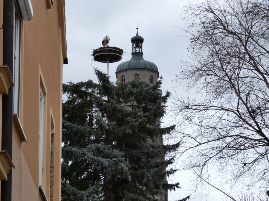 Storch im Nest mit Blick auf den Kirchturm - Bild: Heidi Källner