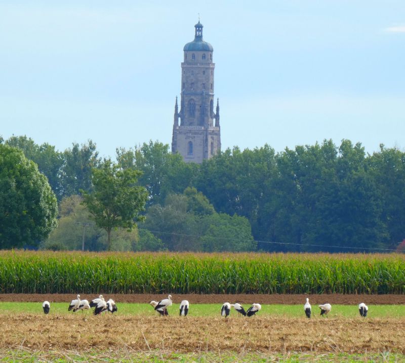 Störche auf dem Feld vor der Kulisse des Daniel - Bild: Heidi Källner