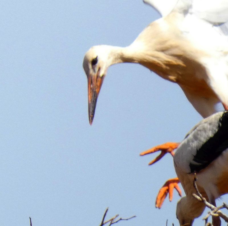 Storch im Flug - Nahaufnahme - Bild: Heidi Källner