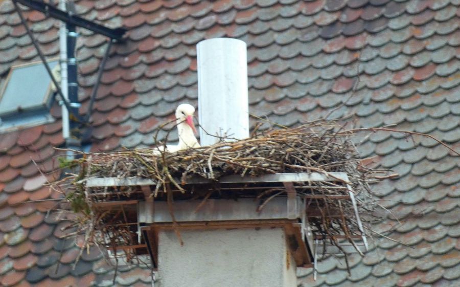 Storch im neuen Kamin-Nest am Schäfflesmarkt – Bild: Heidi Källner