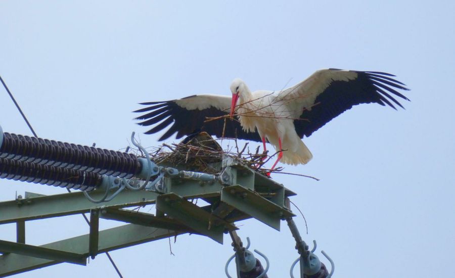 Storch landet mit Nestmaterial am Strommast – Bild: Heidi Källner
